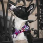 Obroża dla szczeniaka