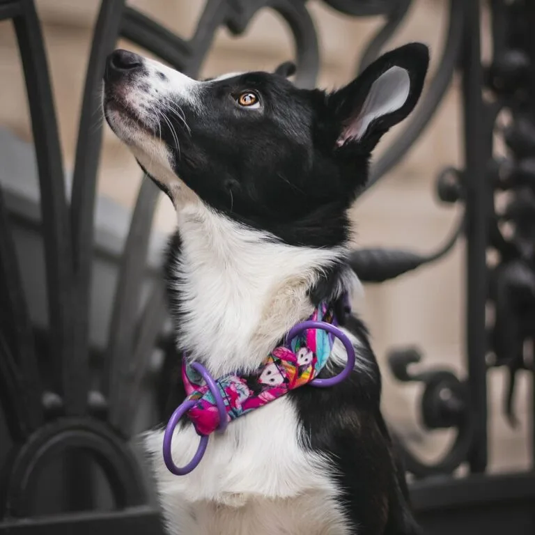 Obroża dla szczeniaka