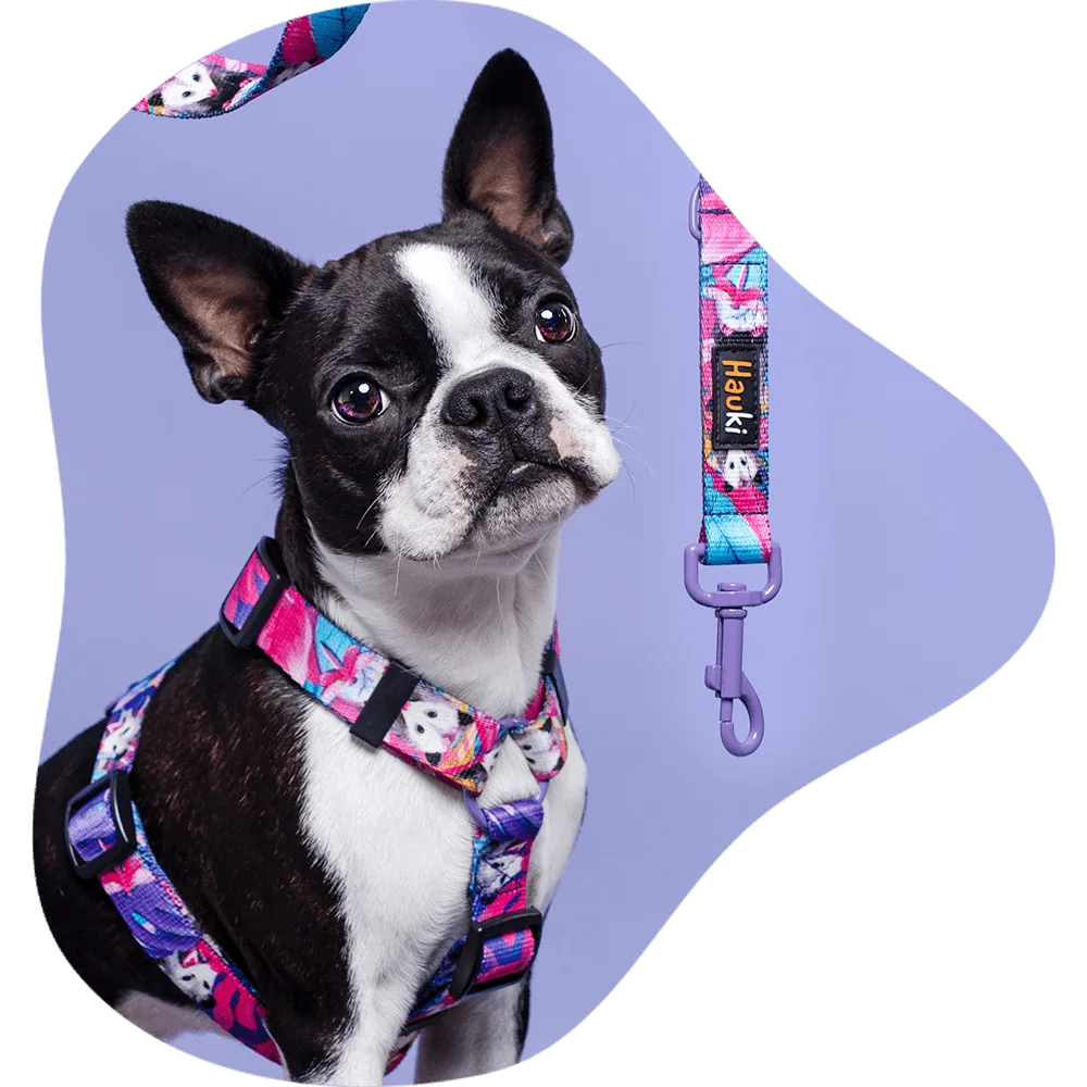 boston terrier