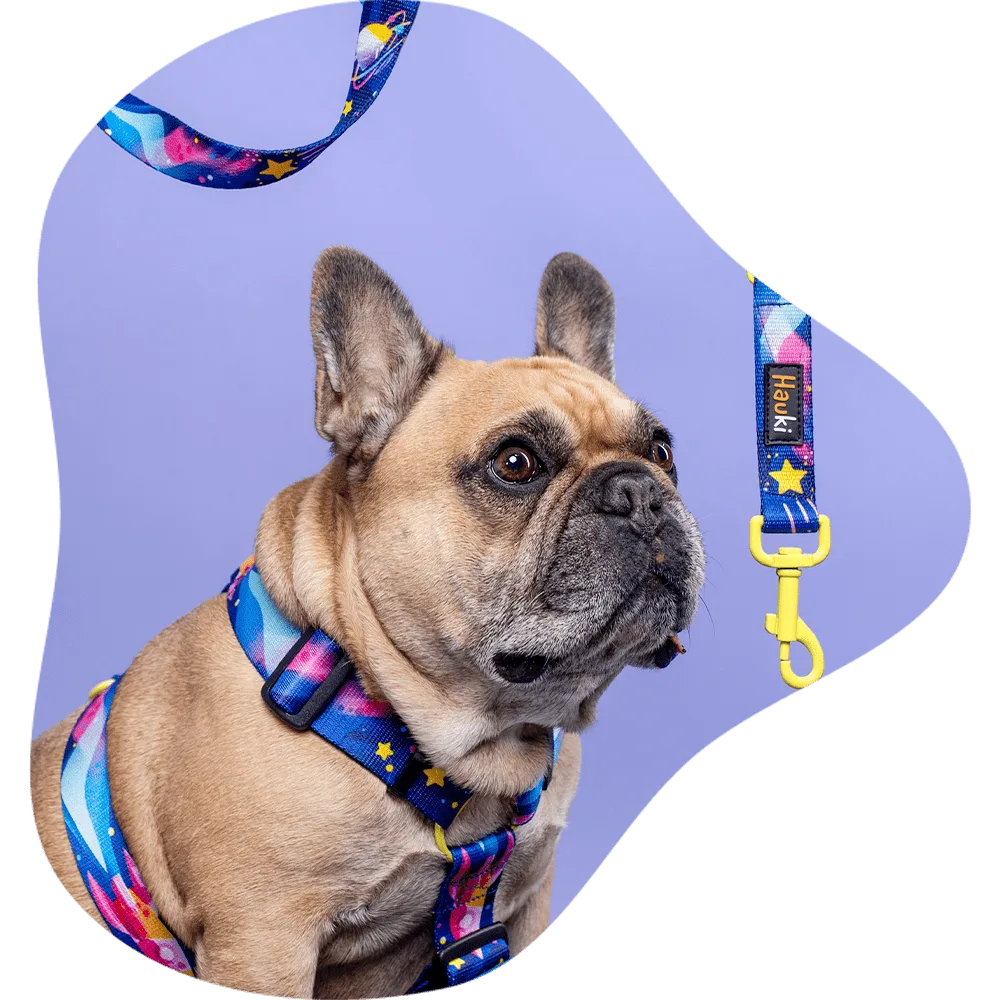 Buldog francuski