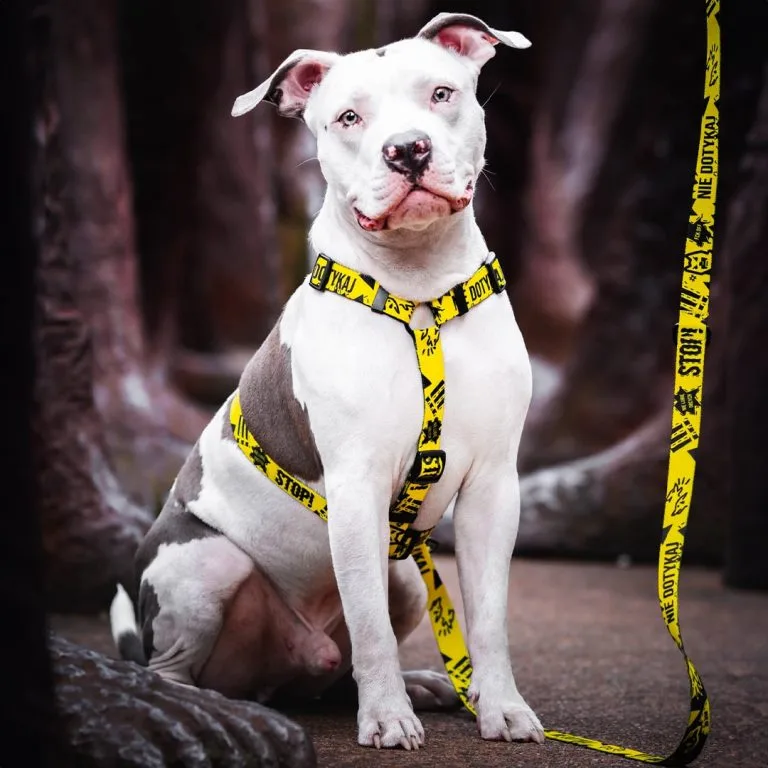 Długa smycz dla psa