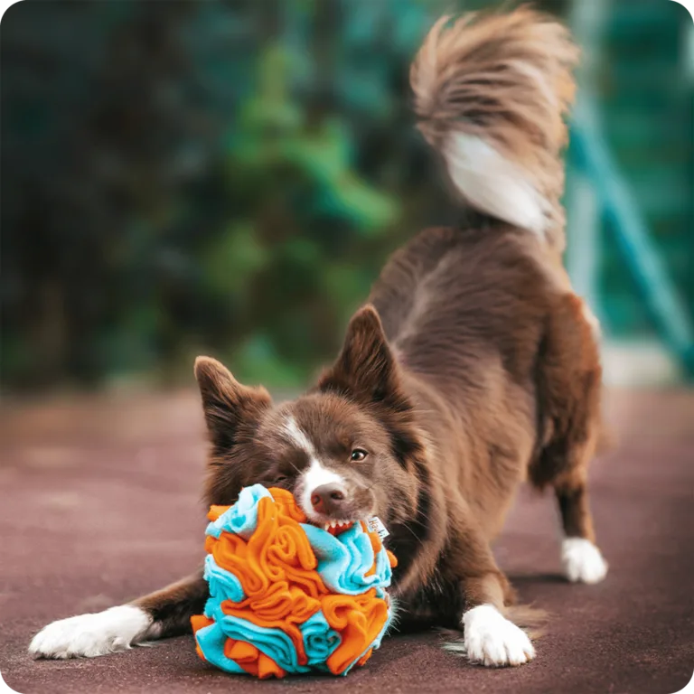 Pies bawiący się małą kulą węchową, we wzorze Konik Morski