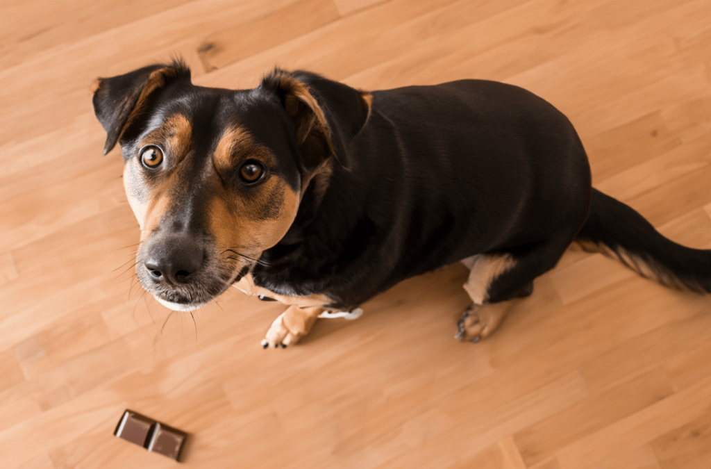 Pies zjadł czekoladę co robić?