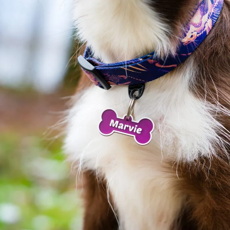 Cicha adresówka na szyi psa